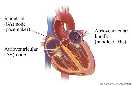 The electrical system of the heart (inner view)