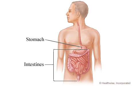 Intestines.