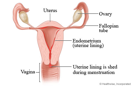 Menstrual flow