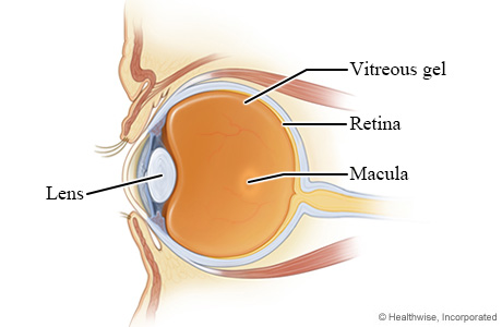 Parts of the eye (cross section)