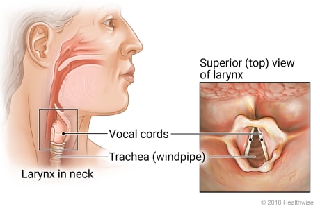 Location of larynx (voice box) in neck, with top-view detail of voice box, vocal cords, and windpipe