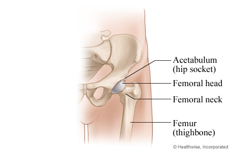 Normal hip joint