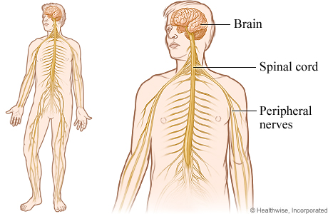 Nervous system