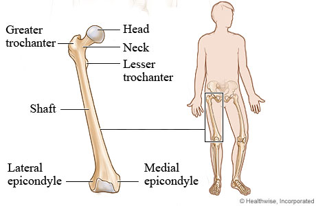 Picture of the femur (thighbone)