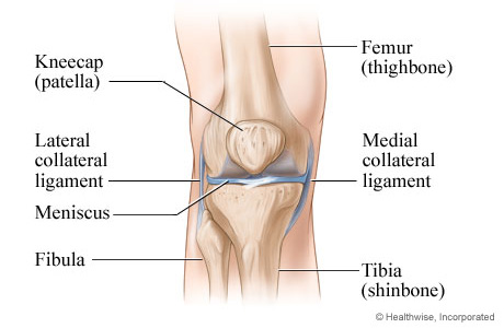 Knee anatomy