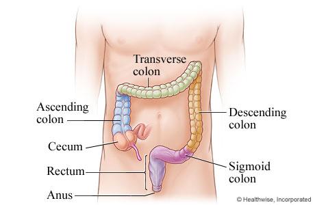 Anatomy of the colon Anatomy of the colon